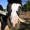pony.jpg