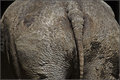 Rhino Tail....