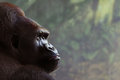 King Kong