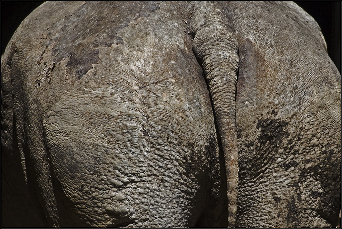Rhino Tail....