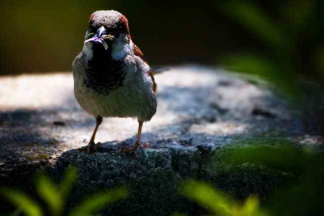 Bird