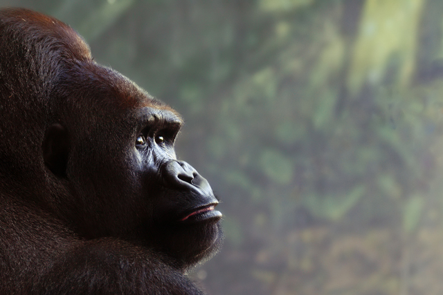 King Kong