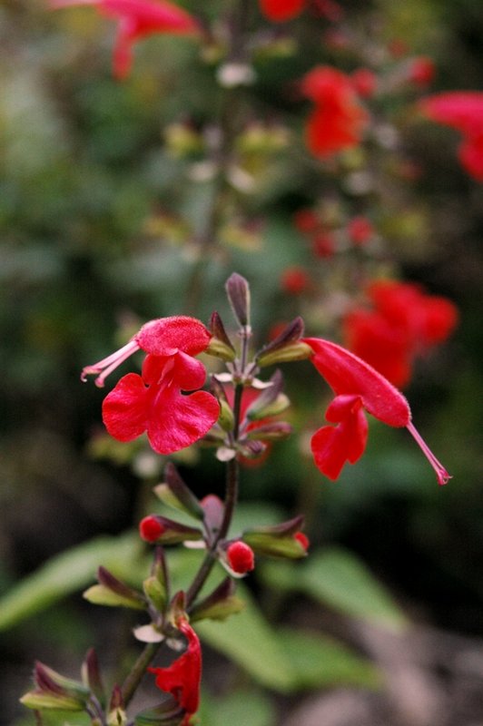 Red Flowers