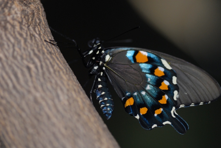 DSC_0152.JPG