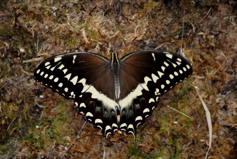 DSC_0107.JPG