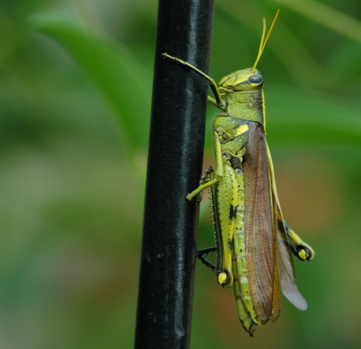 DSC_0014.JPG