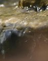 Falling Water