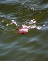 Bobbing Around