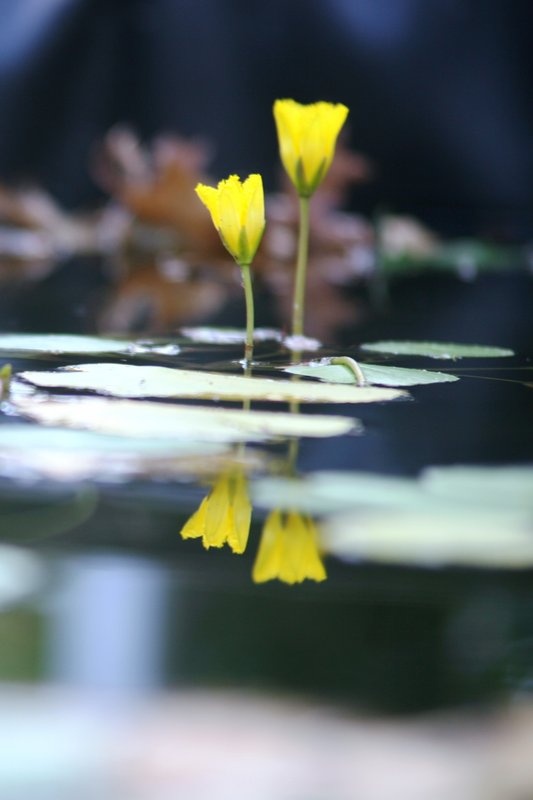 Late Bloomer