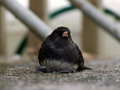 White-Tipped-Junco.jpg