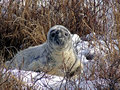 Seal-pup---2.jpg