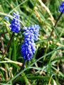 Flower.jpg