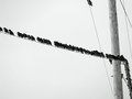 Bird-on-a-wire-002.jpg