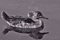 Duck-BW.jpg