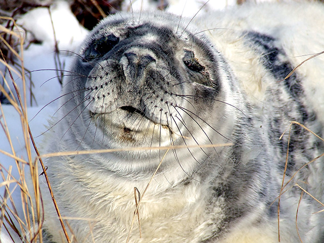 Seal-pup---3.jpg