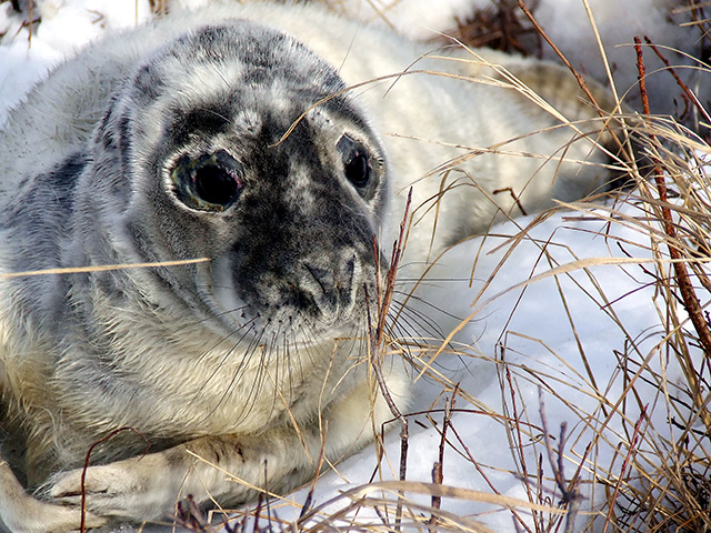 Seal-Pup---4.jpg