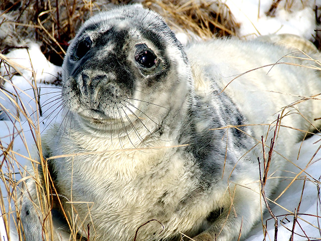 Seal-pup---5.jpg