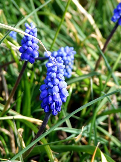 Flower.jpg