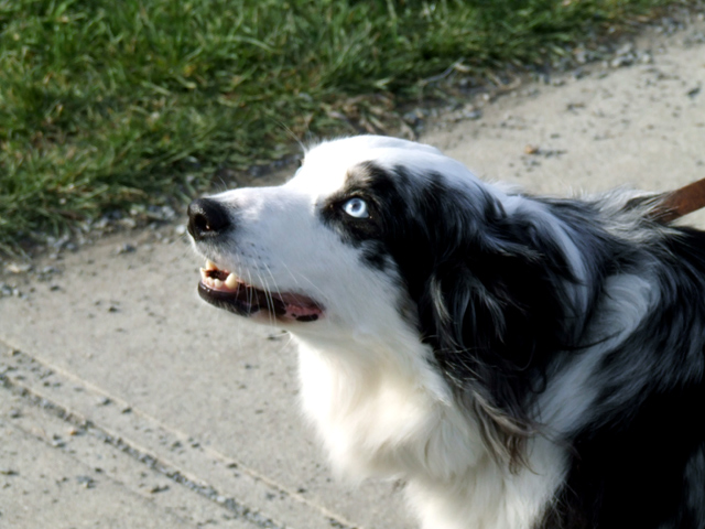 Dog.jpg