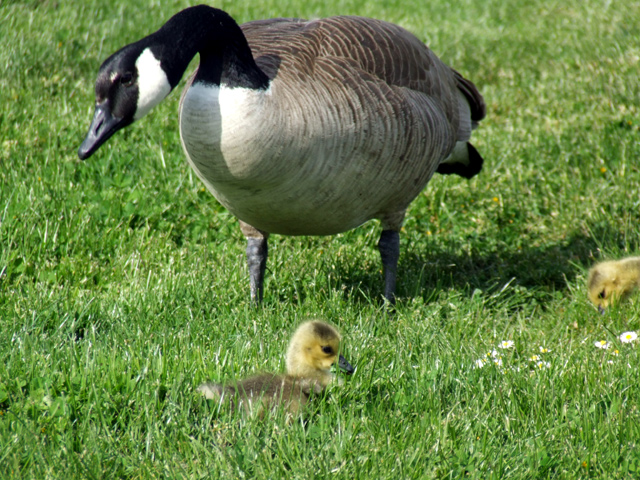 Goose-1.jpg