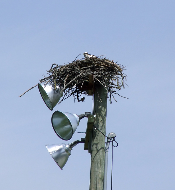 Osprey-1.jpg