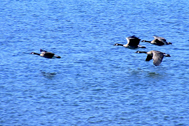 Geese-6.jpg