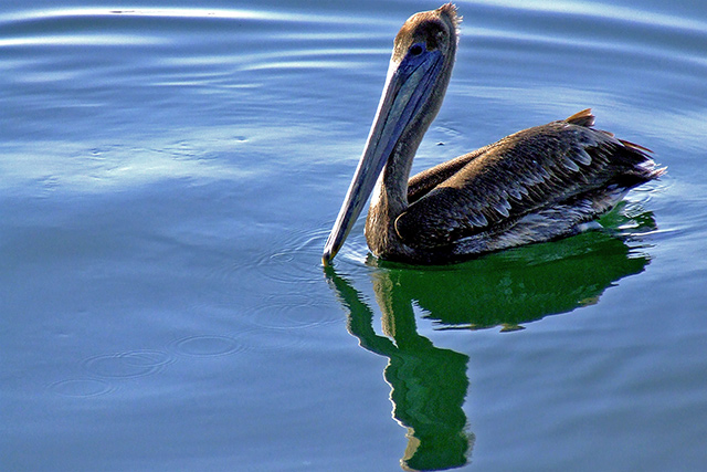Pelican-002.jpg