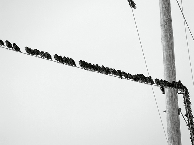 Bird-on-a-wire-002.jpg