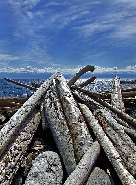 Driftwood.jpg