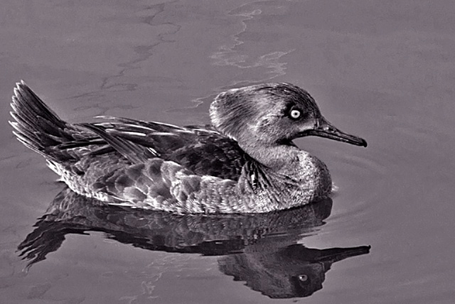 Duck-BW.jpg