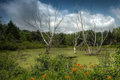 Sawp IMG_8324small.jpg