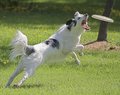 inde frisbe IMG_0295-01.jpg