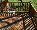 Chaun-puppy-shadows-5059.jpg