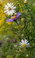 IMG_6897v2