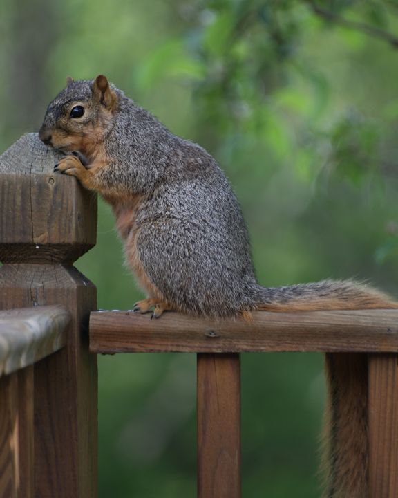 Squirrel Senior Class Picture