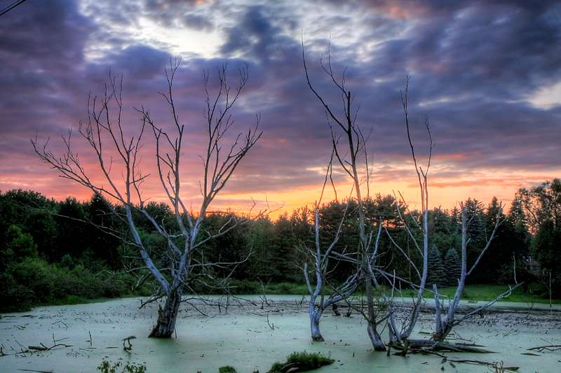 Swamp IMG_9262_1_0.jpg