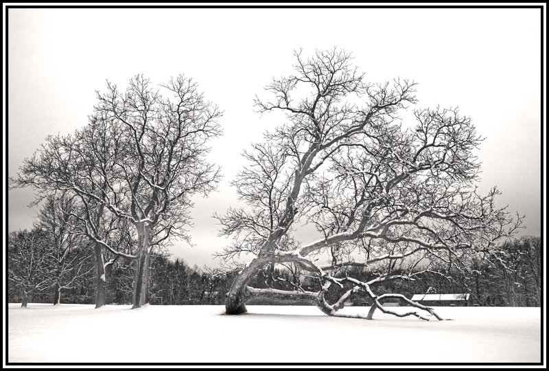 The Tree