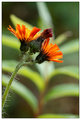 étude with a flower and background