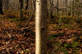 a tree