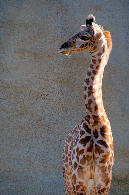 DSC_2312_giraffe_sized640.jpg