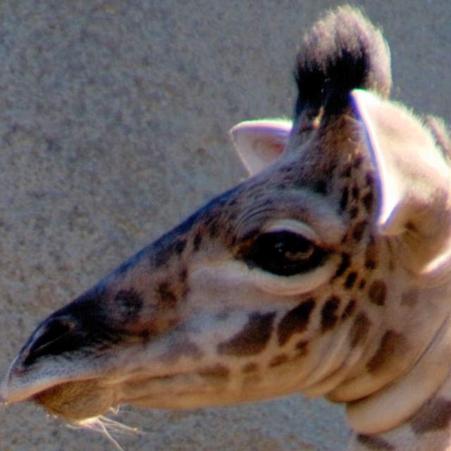 DSC_2312_giraffe_crop.jpg