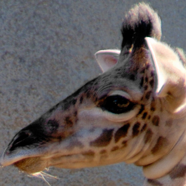DSC_2312_giraffe_crop_fixed_ca.jpg