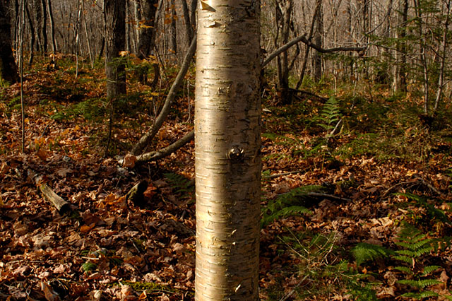 a tree