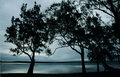 Silhouette at the lake