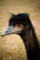 I am Emu