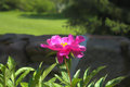 Wedding_Flower