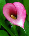 Pink Lily.jpg