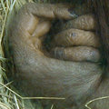 The Grasp
