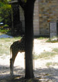 Giraffe Hide and Seek