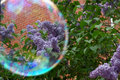 Spring Lilacs